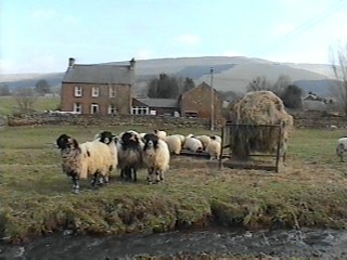Photograph: Greenholme with Pennine mountains behind and inquisitive wooly neighbours in front! (24kB)